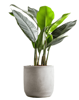 Banana plant in flowerpot. Illustration png