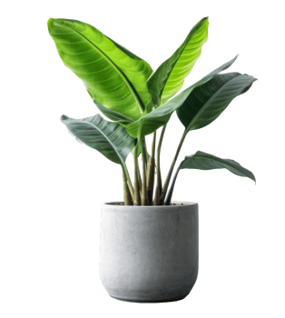 Banana plant in flowerpot. Illustration png