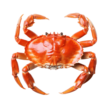 Crab isolated. Illustration png
