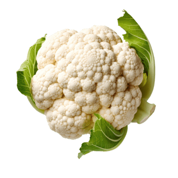 Cauliflower isolated. Illustration png
