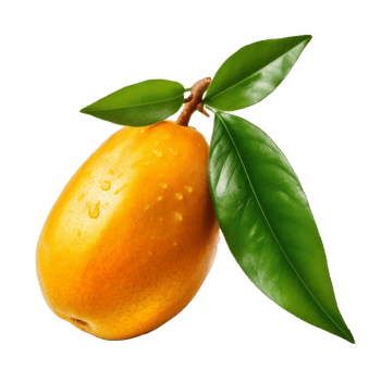 Mango fruit isolated. Illustration png