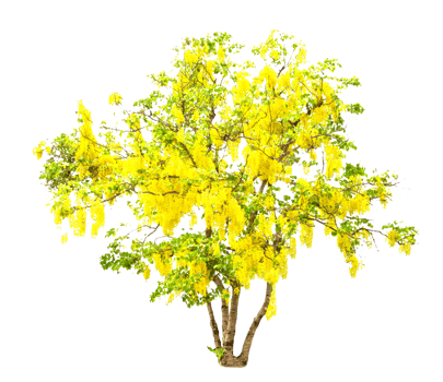 Golden Shower or Cassia Fistula isolated png