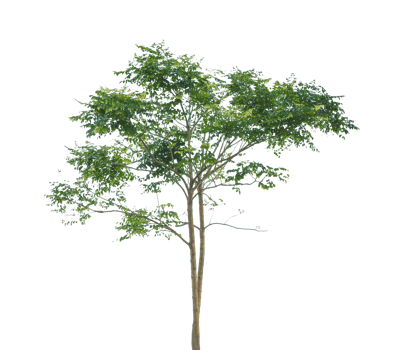 Green Tree isolated png