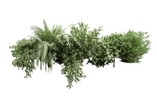 tropical tree isolated and bush for decoration png