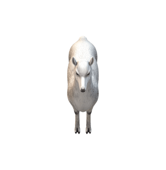 Alpaca isolated on a Transparent Background png