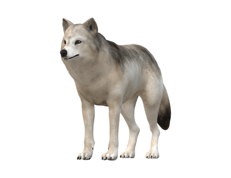 Wolf isolated on a Transparent Background png