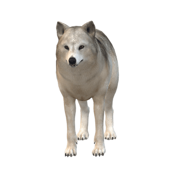Wolf isolated on a Transparent Background png