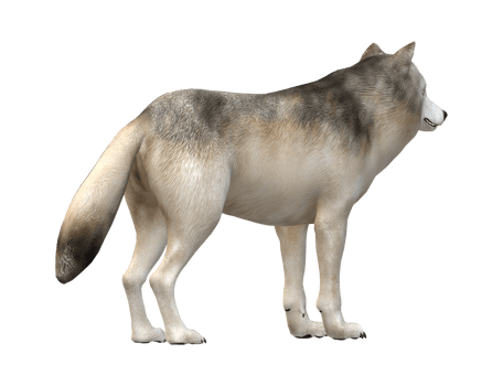 Wolf isolated on a Transparent Background png