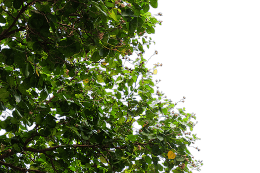 leaves on white background, di cut png