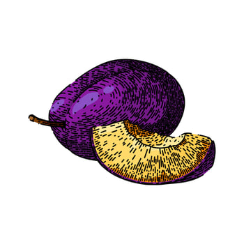 plum fruit purple cut food sketch hand drawn vector