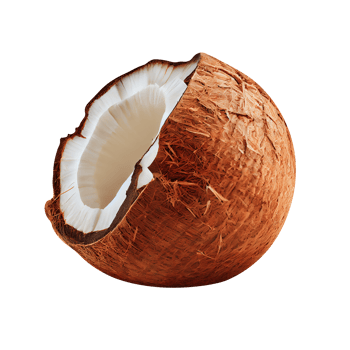Broken coconut piece isolated on transparent background png