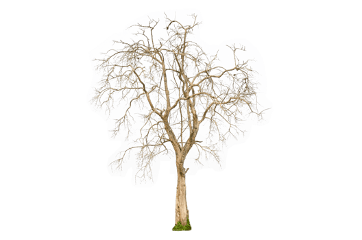 Dry tree shape and tree branch. Single dead tree. png
