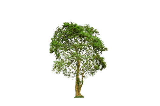 A tree shape and tree branch. Single green tree. png