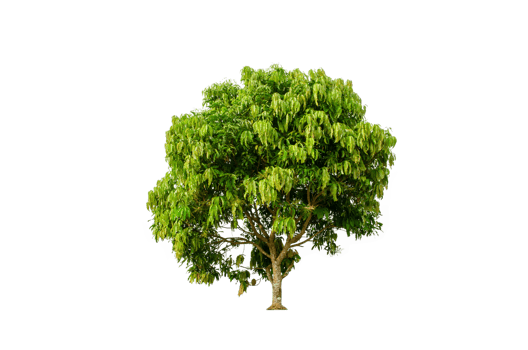 A tree shape and tree branch. Single green tree. png