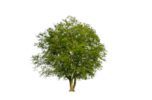 A tree shape and tree branch. Single green tree. png