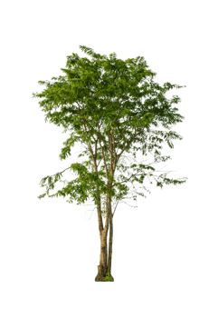 A tree shape and tree branch. Single green tree. png