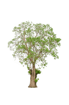 A tree shape and tree branch. Single green tree. png