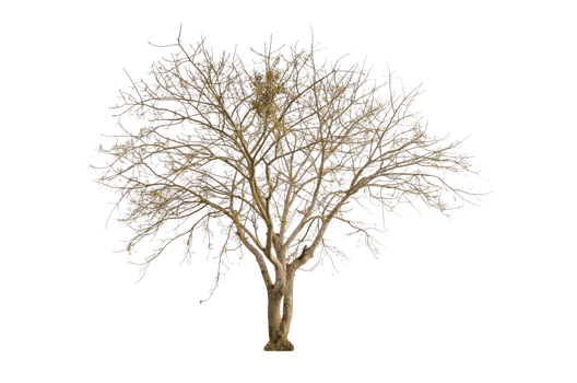 Dry tree shape and tree branch. Single dead tree. png