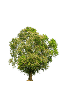 A tree shape and tree branch. Single green tree. png