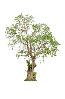 A tree shape and tree branch. Single green tree. png
