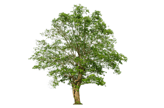 A tree shape and tree branch. Single green tree. png