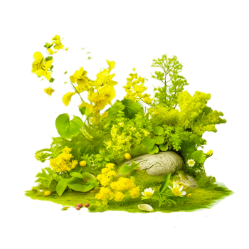 AI genrative canola flower illustration png