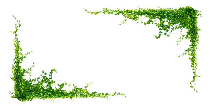 leaf vine Isolate on transparent background PNG file
