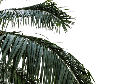 Palm leaf on foreground png