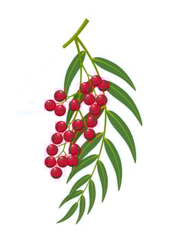 Vector illustration, Schinus molle, also known as Peruvian pepper, American pepper, Peruvian peppertree, escobilla, or false pepper, isolated on white background.