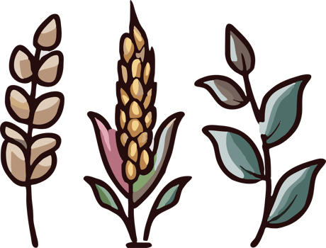 Wheat png graphic clipart design