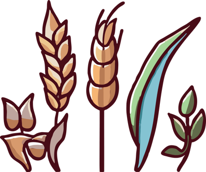 Wheat png graphic clipart design