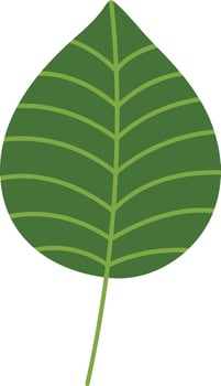 tropical leaf illustration vector