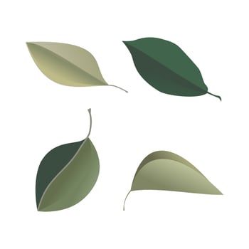 Vector designer elements set collection of green forest fern, tropical green eucalyptus greenery art foliage natural leaves herbs in watercolor style. Decorative beauty elegant illustration for design