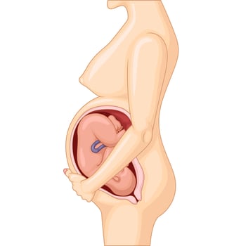 Normal Pregnant female ready to give birth, Vector Illustration