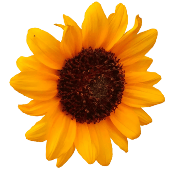 Common sunflower Plant png