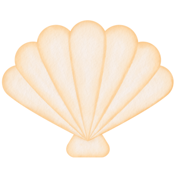 sea shell watercolor illustration png
