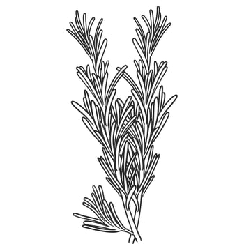 Hand drawn essential oil plants drawing of rosemary vector
