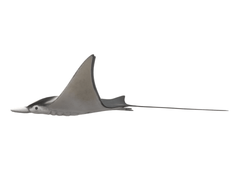 Mobula Rays Fish isolated on a Transparent Background png