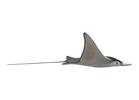 Mobula Rays Fish isolated on a Transparent Background png