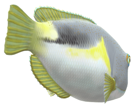 Tusk fish isolated on a Transparent Background png