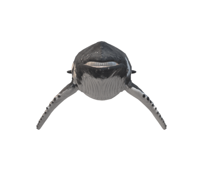 Humpback Whale isolated on a Transparent Background png