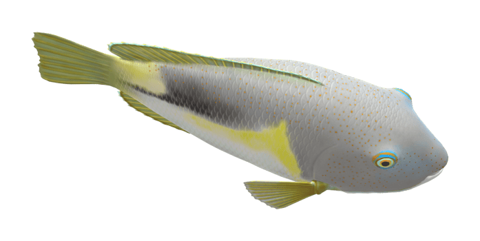 Tusk fish isolated on a Transparent Background png