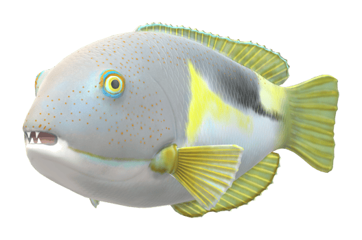 Tusk fish isolated on a Transparent Background png