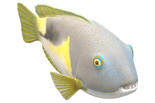 Tusk fish isolated on a Transparent Background png