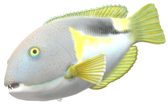 Tusk fish isolated on a Transparent Background png