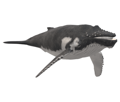 Humpback Whale isolated on a Transparent Background png