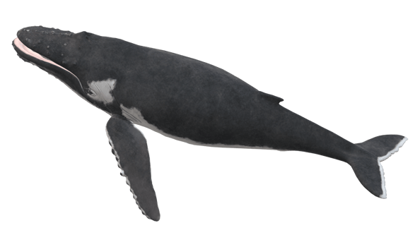 Humpback Whale isolated on a Transparent Background png