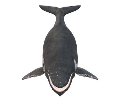 Humpback Whale isolated on a Transparent Background png