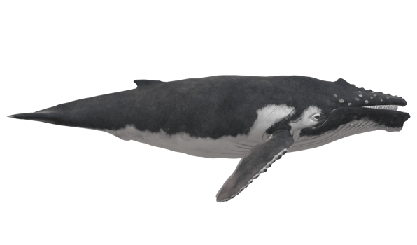 Humpback Whale isolated on a Transparent Background png