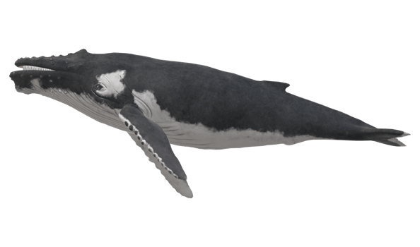 Humpback Whale isolated on a Transparent Background png